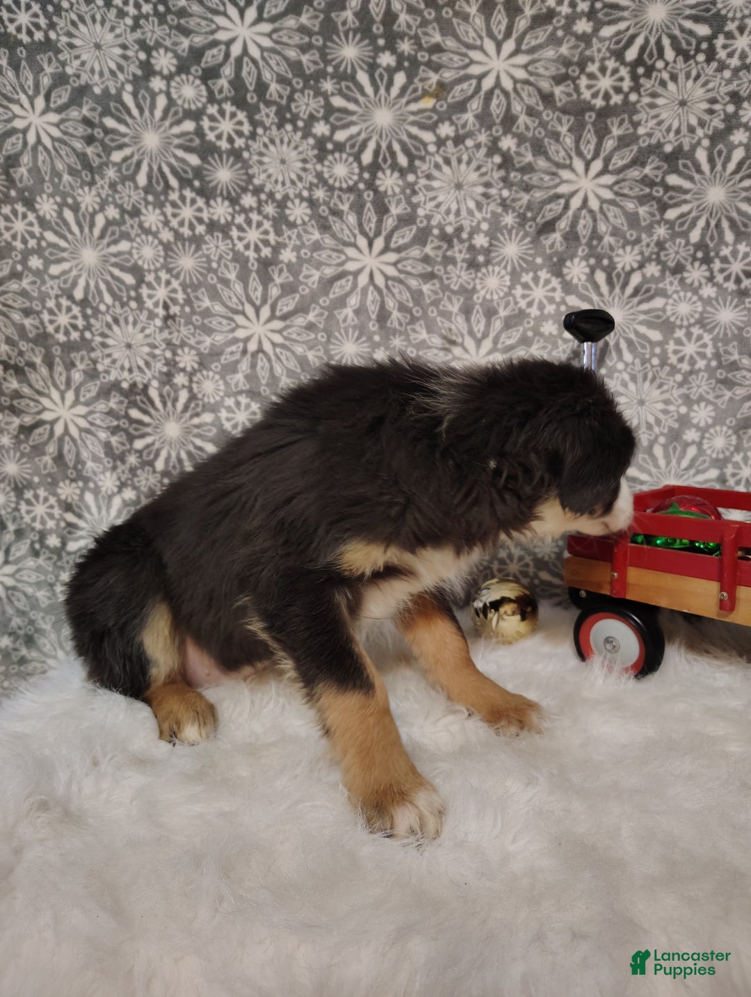 Australian Shepherd dogs for sale: Espresso - Ad 3
