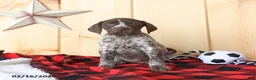 German Shorthaired Pointer dogs for sale: Bonnie - Ad 5