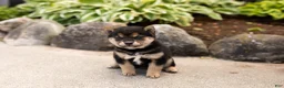 Shiba Inu dogs for sale: Matrika  - Ad 2