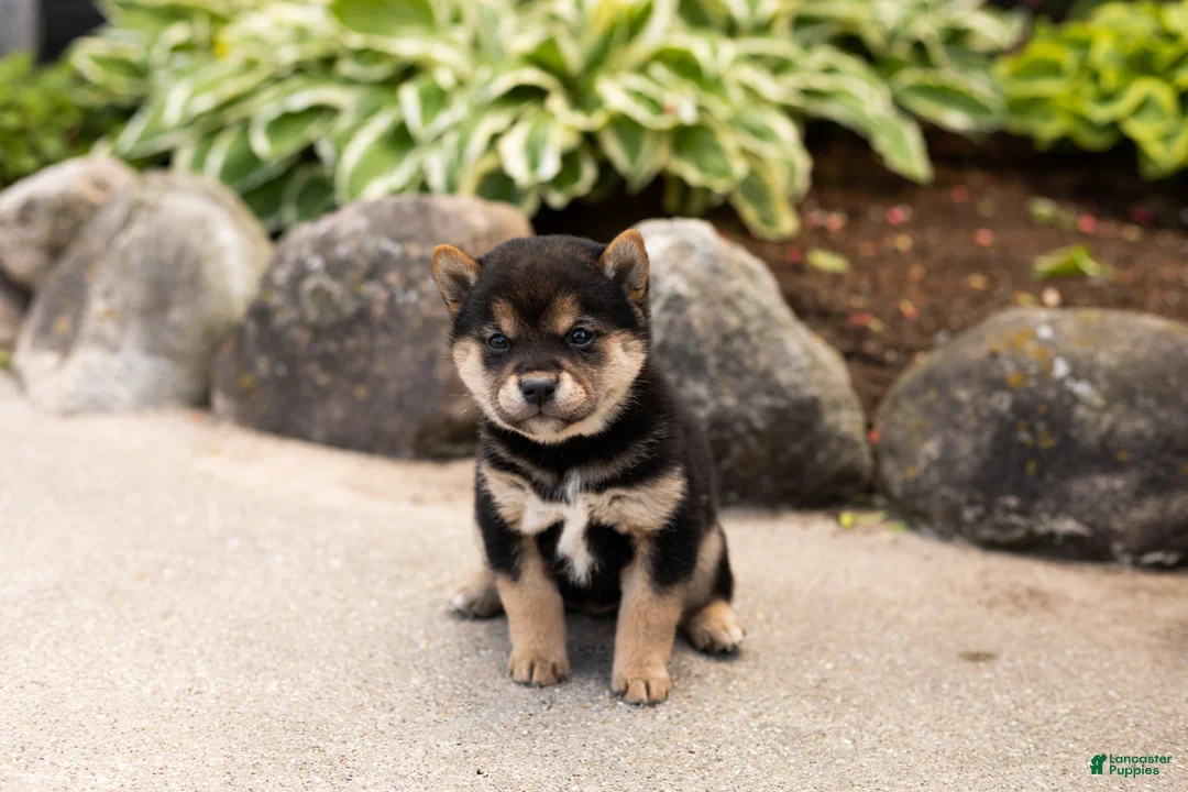 Shiba Inu dogs for sale: Matrika  - Ad 2
