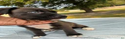 Pitsky dogs for sale: Angel - Ad 3