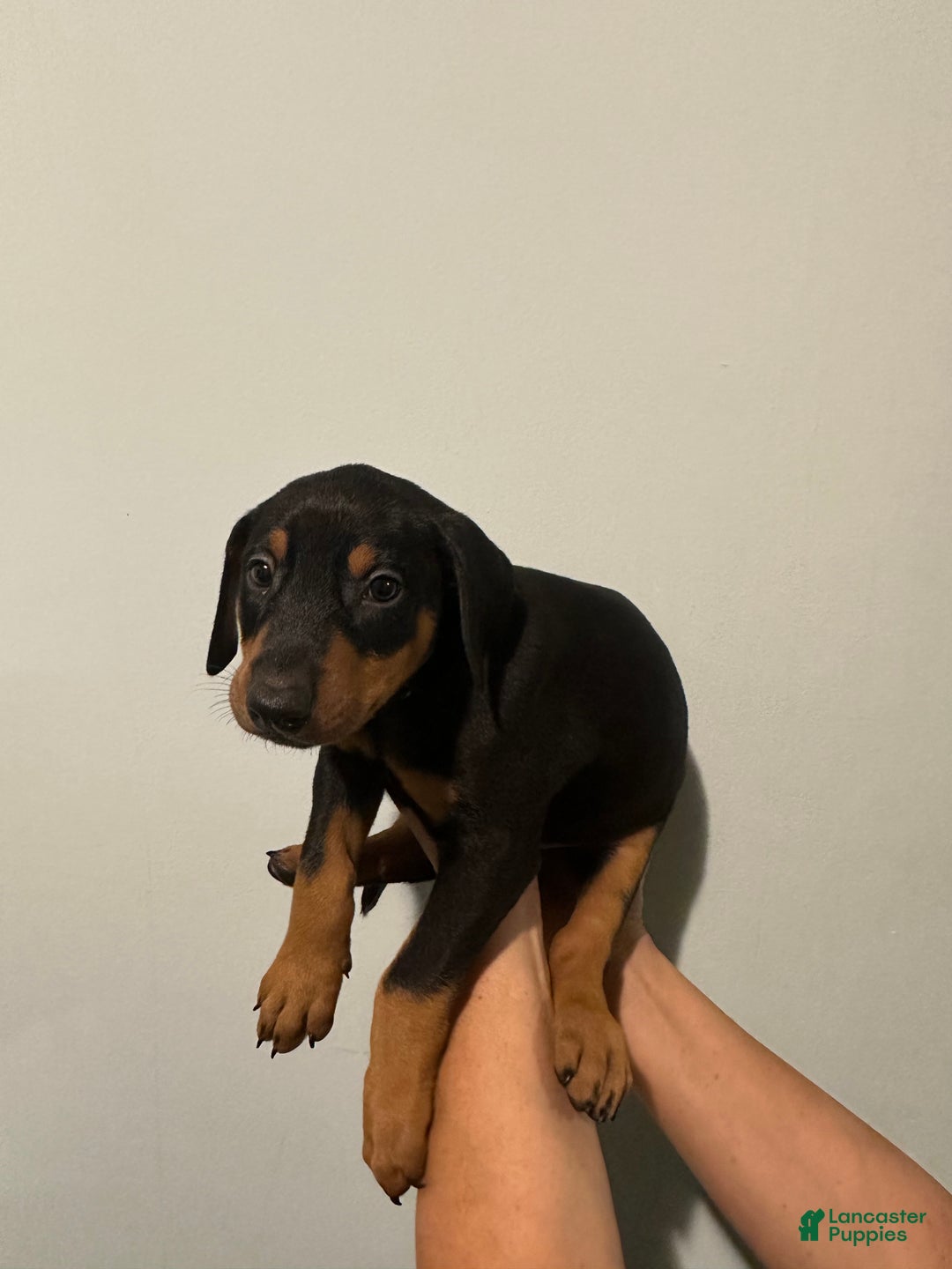 Doberman Pinscher dogs for sale: Doberman Pinscher Puppy 3 - Ad 2