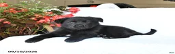 German Shepherd dogs for sale: Marley - Ad 4