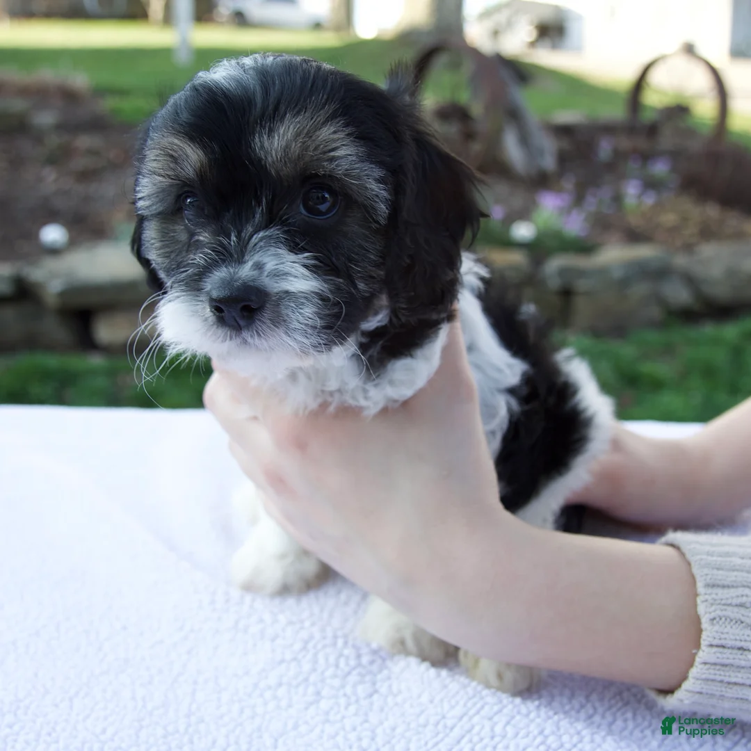 Cavapoo dogs for sale: Ella - Ad 2