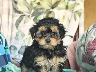 Morkie dogs Mason - Ad 6