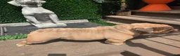 English Bulldog dogs for stud: OPEN FOR STUD - Ad 44