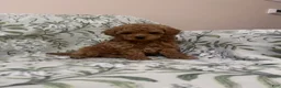 Cavapoo dogs for sale: Beau (Bo) - Ad 6