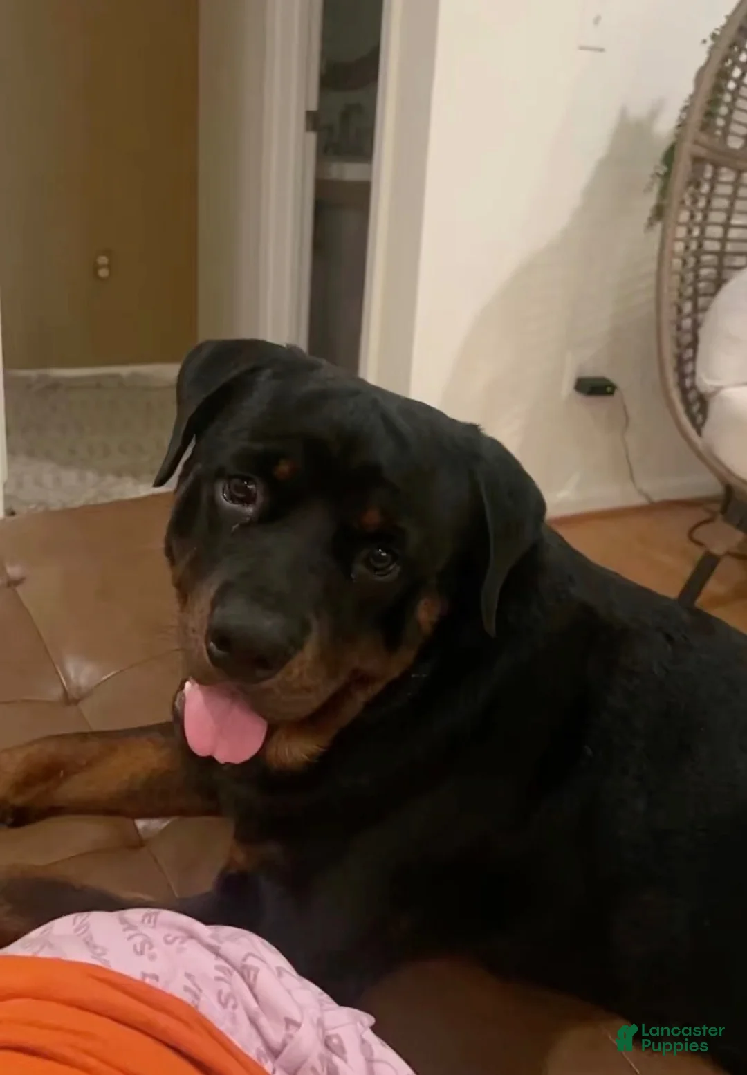 Rottweiler dogs for sale: Maxi - Ad 1