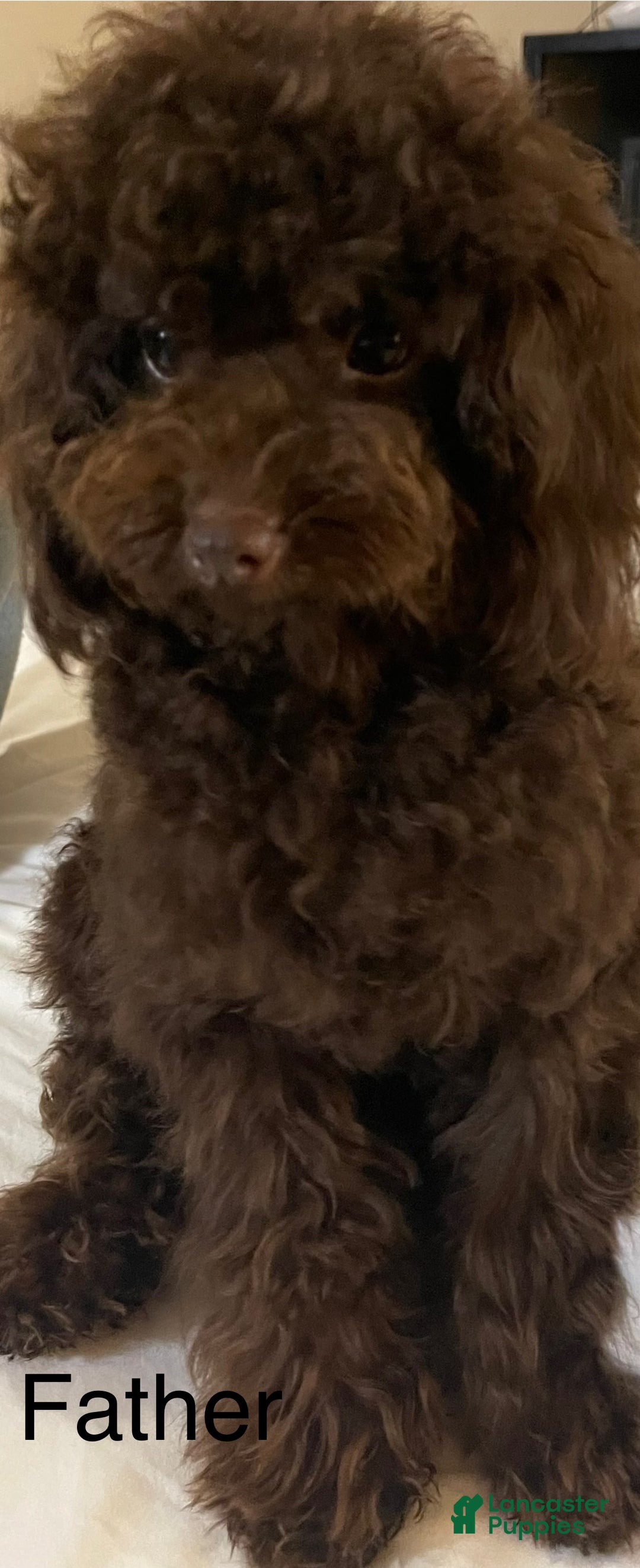Toy Poodle dogs for sale: Toy Poodle Puppy 2 - Ad 9