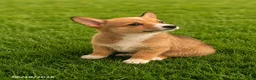 Mixed Breed dogs for sale: Henry - Ad 2