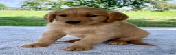 Golden Retriever dogs for sale: Daphne - Ad 3