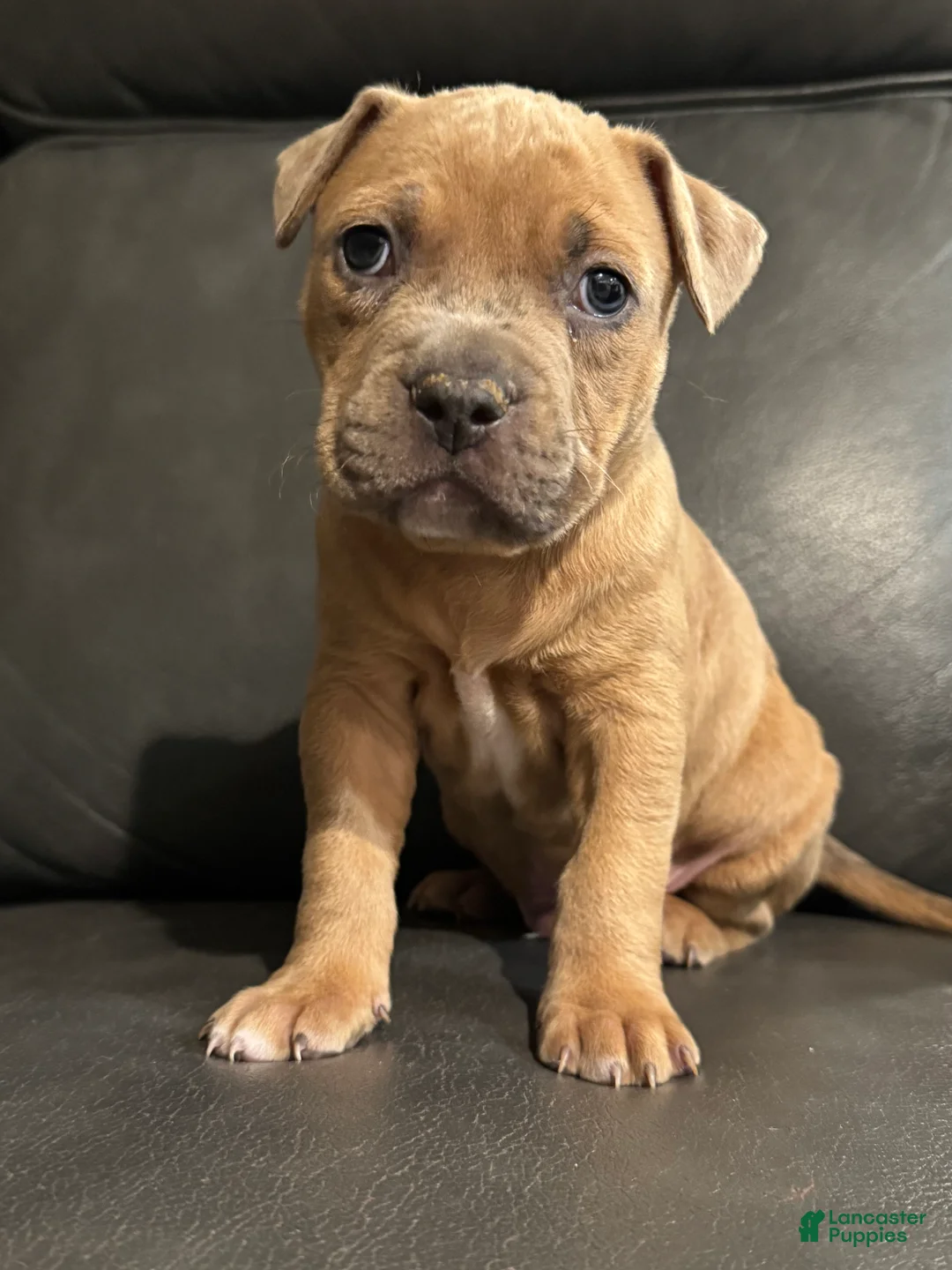 American Pit Bull Terrier dogs for sale: Onyx - Ad 1