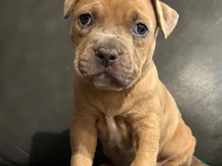 American Pit Bull Terrier dogs American Pit Bull Terrier Puppy 6 - Ad 18