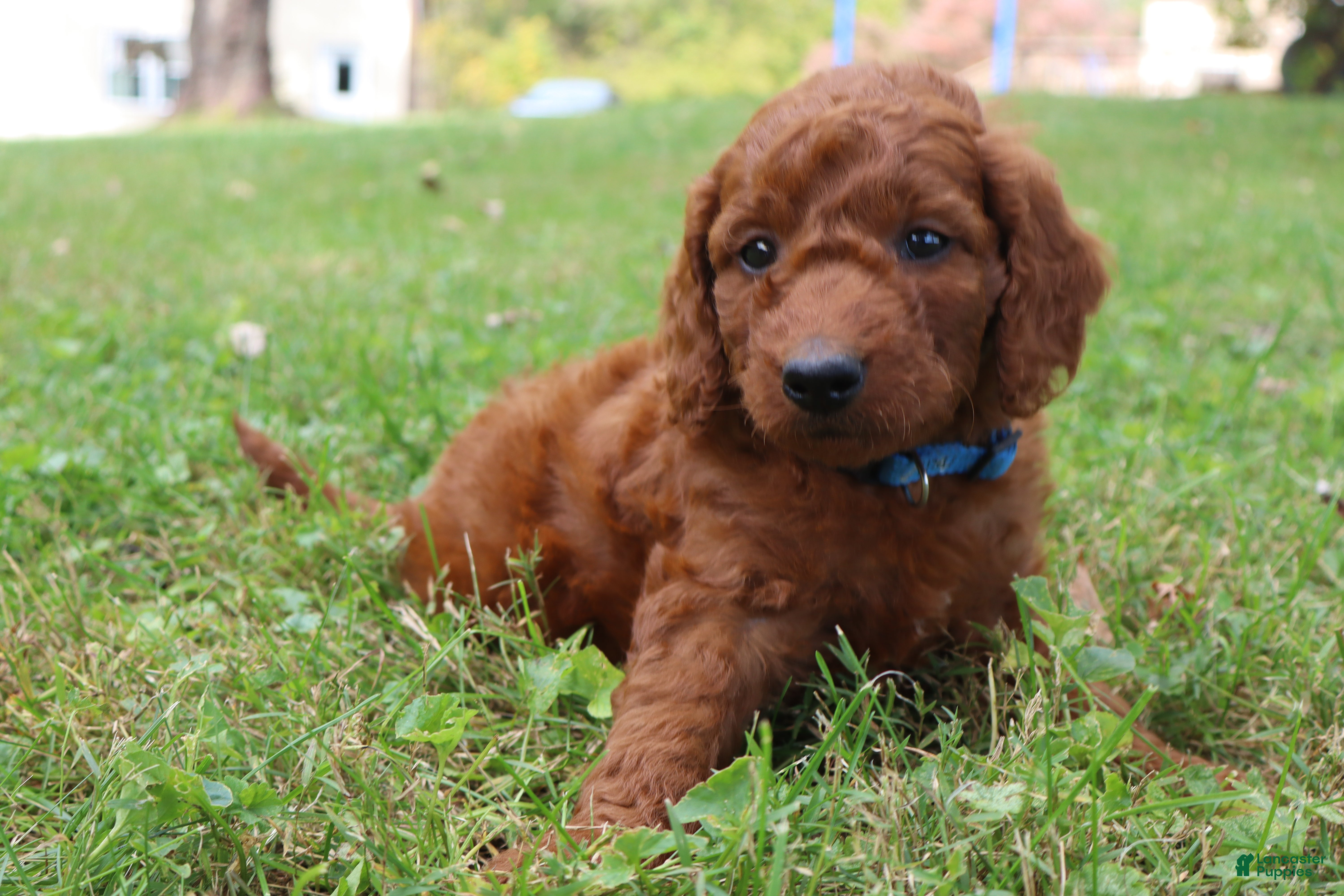 Mini Goldendoodle dogs Chocolate  - Ad 1