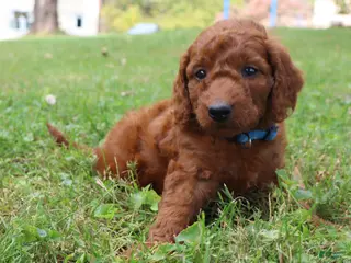 Mini Goldendoodle dogs Chocolate - Ad 2