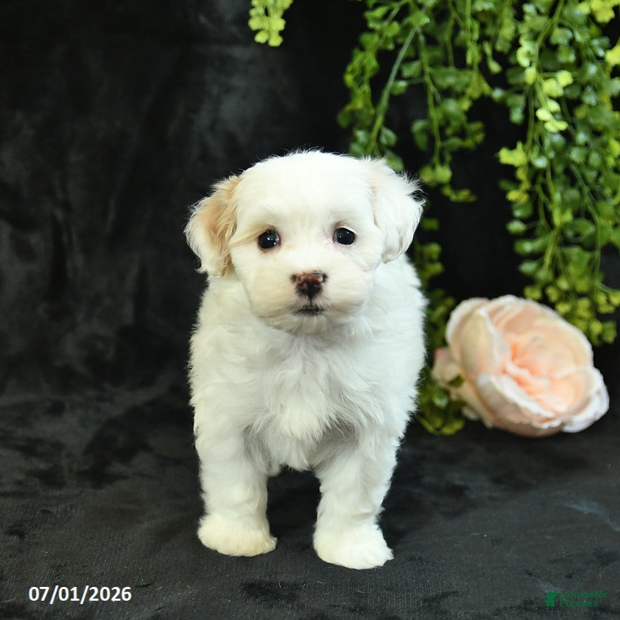 Maltipoo dogs Hannah  - Ad 2