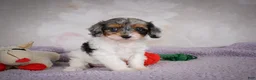 Cavapoo dogs for sale: Molly - Ad 3