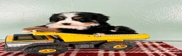 Bernese Mountain Dog dogs for sale: Samson - Ad 3
