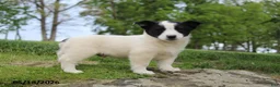 Mixed Breed dogs for sale: Jake - Ad 1