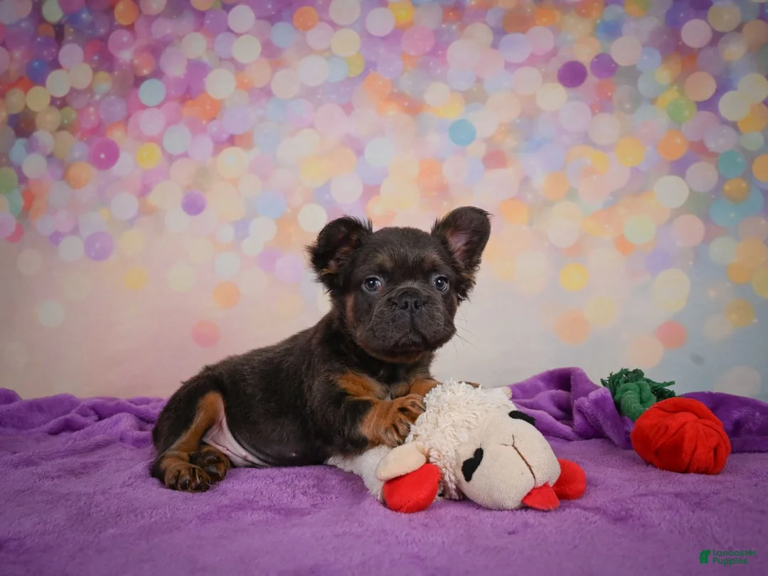 French Bulldog dogs for sale: Buddy - Ad 9