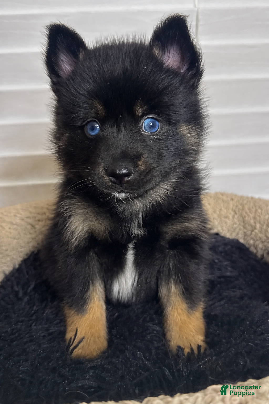 Pomsky dogs Black Male gold wrists white chest - Ad 37