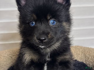 Pomsky dogs Black Male gold wrists white chest - Ad 42