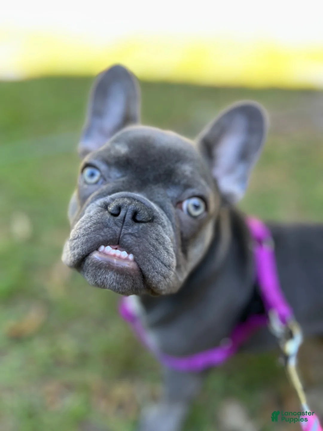 French Bulldog dogs for sale: Charlotte - Ad 2