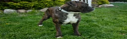 Boxer dogs for sale: Molly - Ad 2