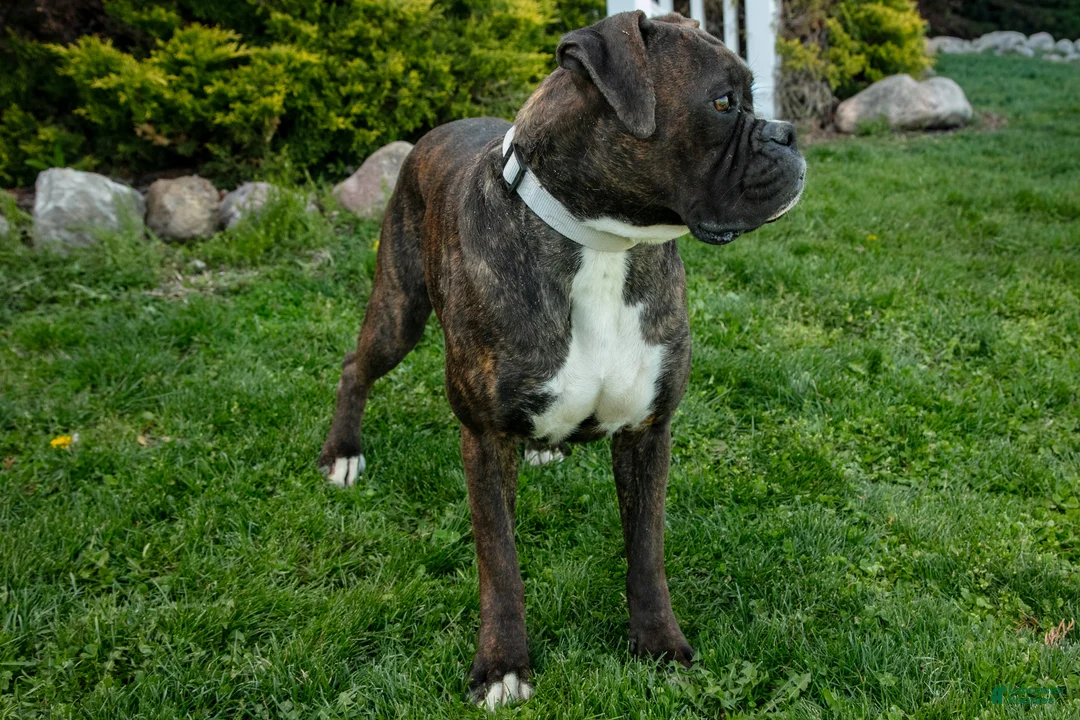 Boxer dogs for sale: Molly - Ad 2