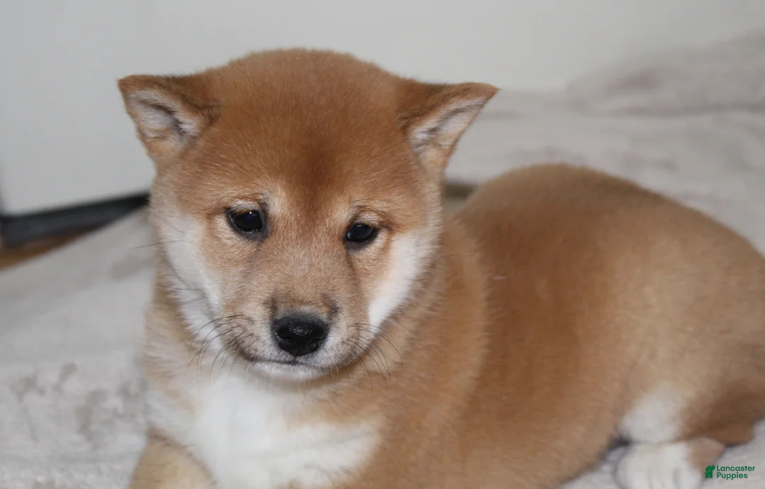 Shiba Inu dogs for sale: Tallie - Ad 3