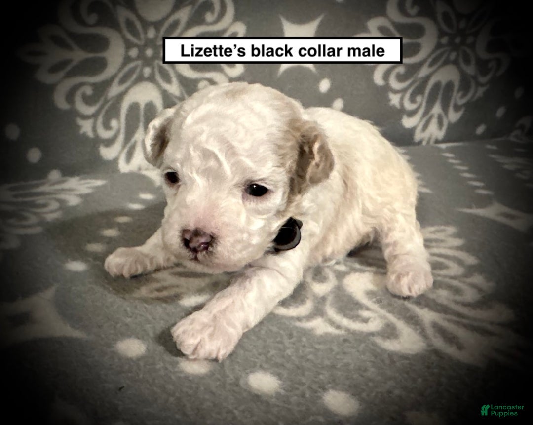 Toy Poodle dogs for sale: AKC Lizette's Black Collar Male - Ad 1