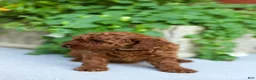Mini Goldendoodle dogs for sale: Penny-Micro - Ad 6