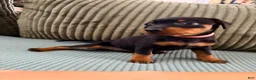Miniature Pinscher dogs for sale: Lily - Ad 4