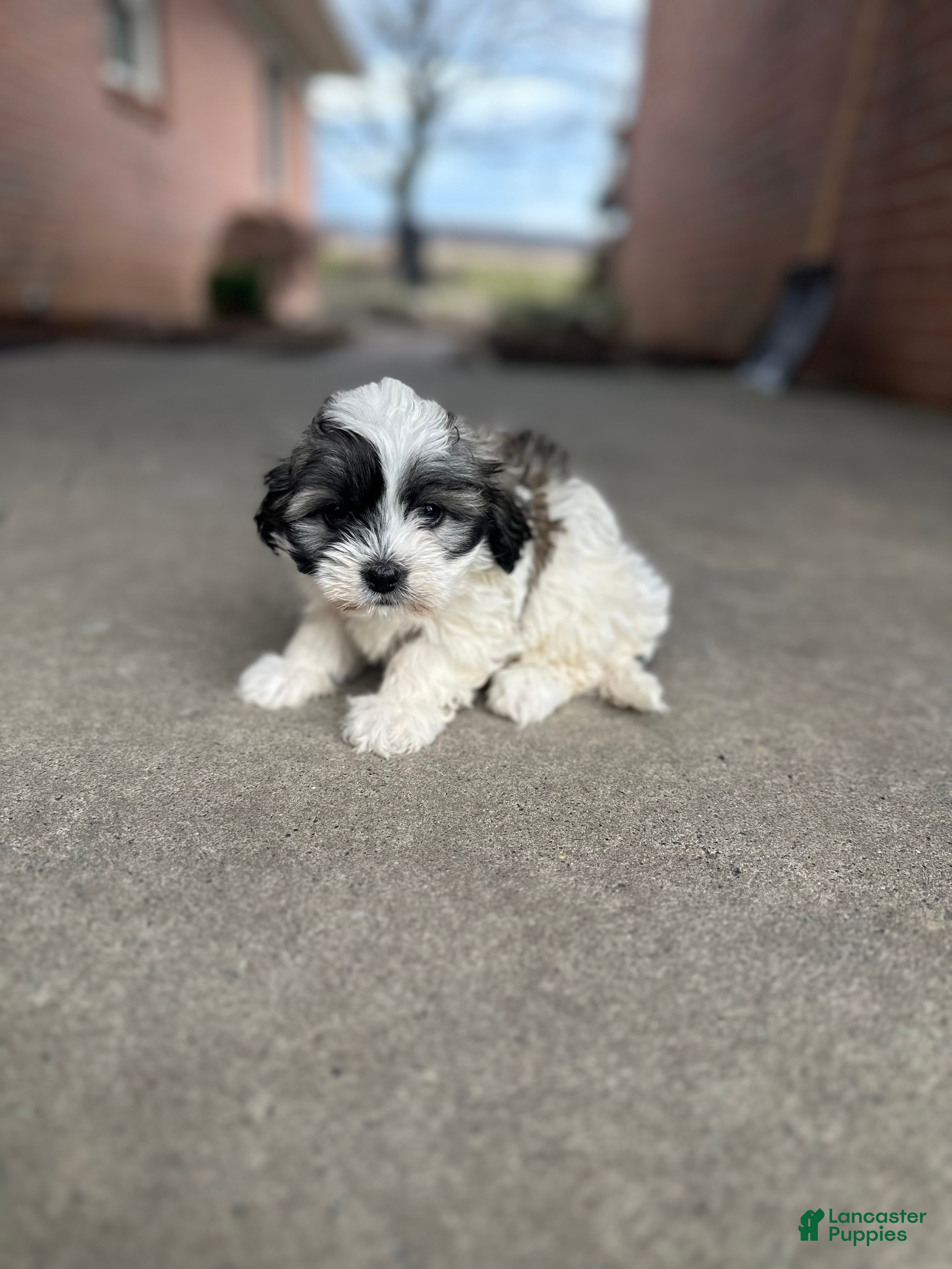 Teddy Bear dogs Gracie - Ad 2