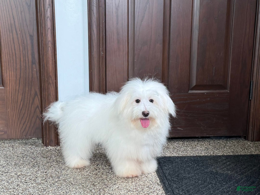 Coton De Tulear dogs for sale: Jj - Ad 3