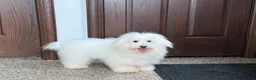 Coton De Tulear dogs for sale: Jj - Ad 3