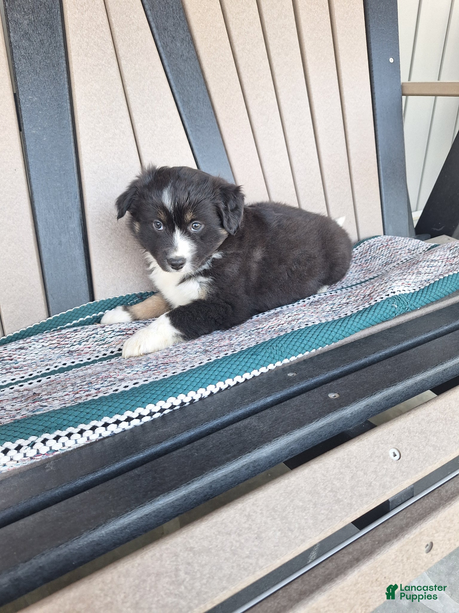 Miniature Australian Shepherd dogs for sale: Max - Ad 2