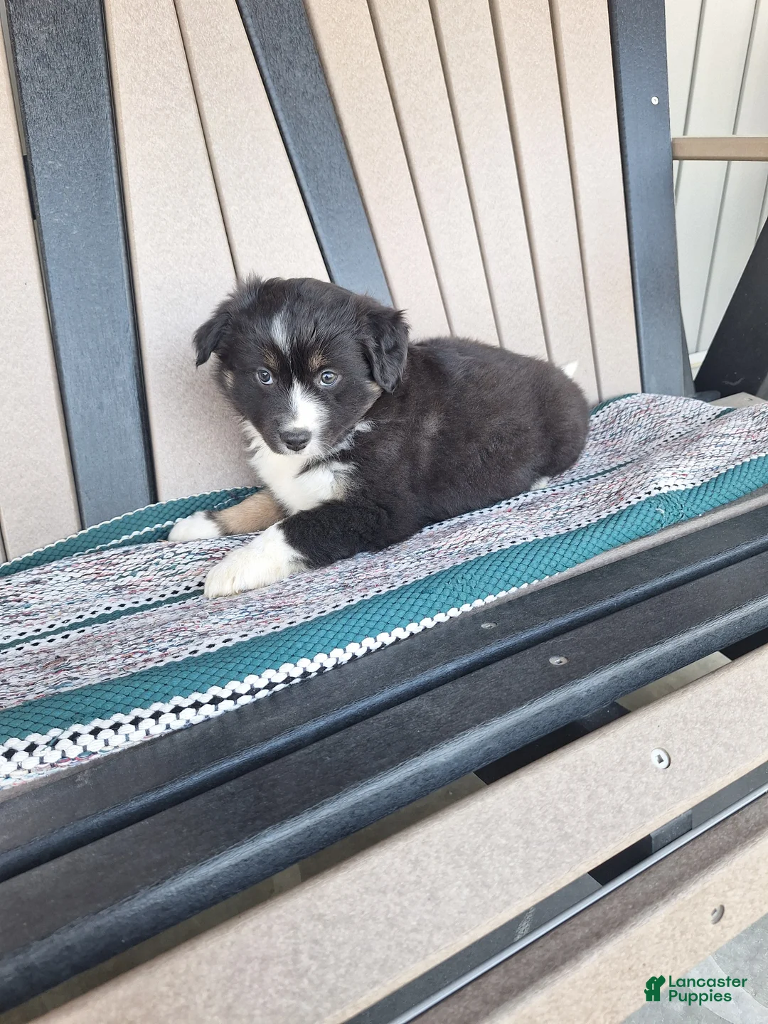 Miniature Australian Shepherd dogs for sale: Max - Ad 1
