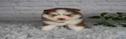 Pomsky dogs for sale: Quincy - Ad 1