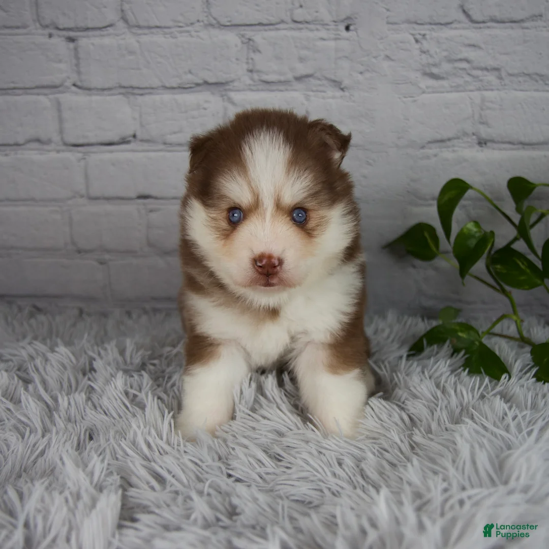 Pomsky dogs for sale: Quincy - Ad 1