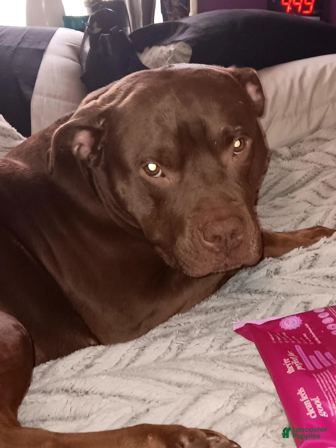 Mixed Breed dogs for sale: Mixed Breed 6 - Ad 1