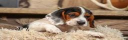 Beagle dogs for sale:  Dustin🐶 - Ad 16