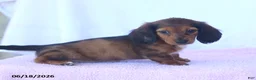 Miniature Dachshund dogs for sale: Dixie - Ad 3