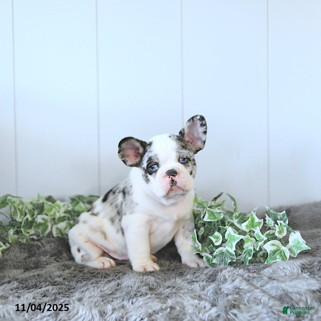 Frug dogs for sale: Miles - Ad 1