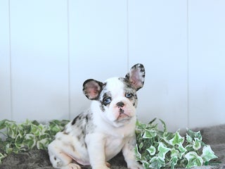 Frug dogs Miles - Ad 4