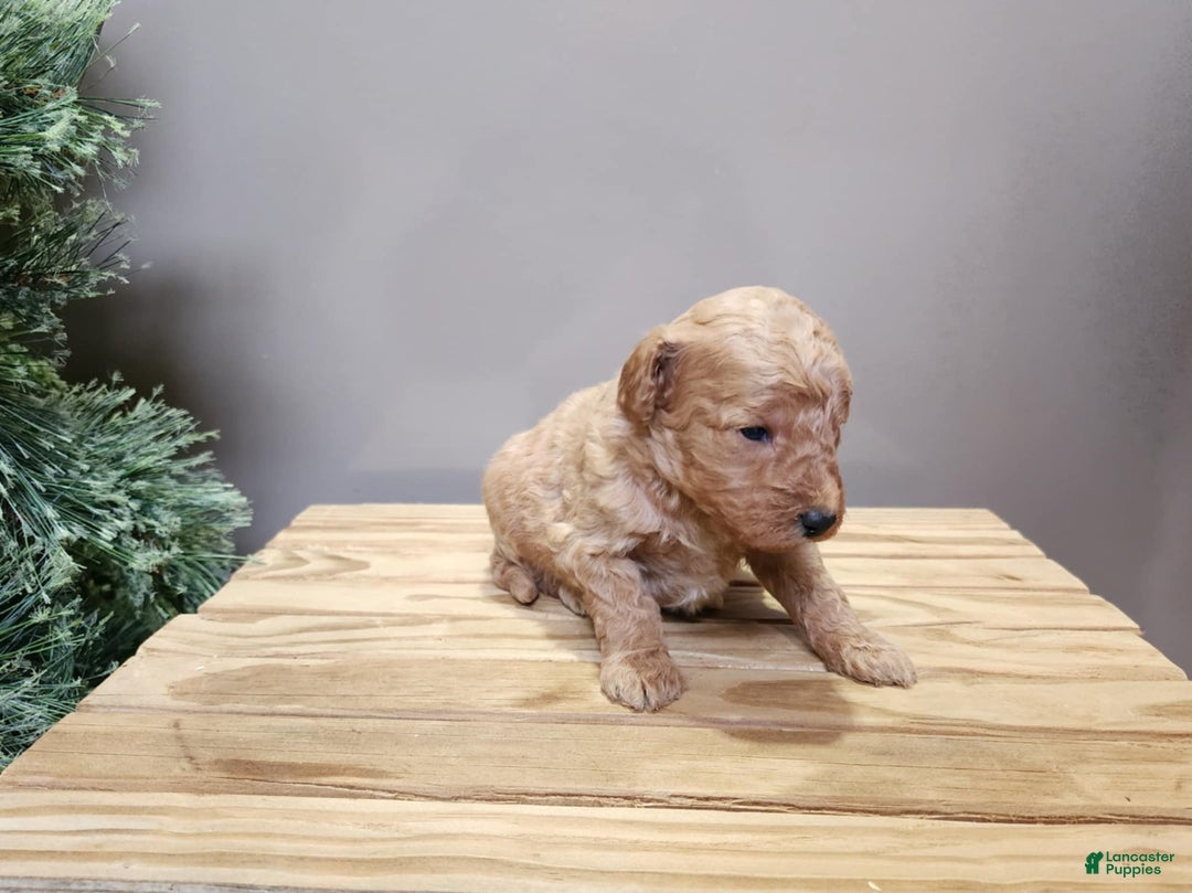 Mini Goldendoodle dogs for sale: Nash - Ad 14
