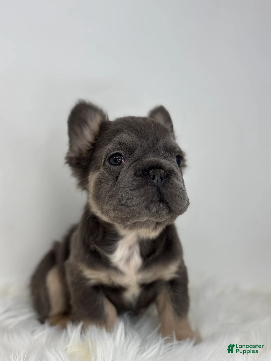 French Bulldog dogs for sale: Preston - Ad 2