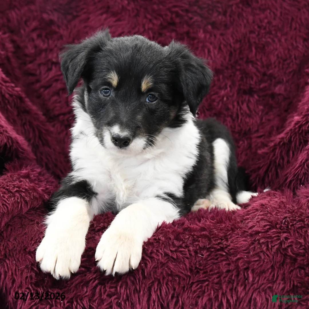 Border Collie dogs for sale: Taki - Ad 2