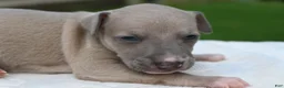 Italian Greyhound dogs for sale: Quinn - Ad 2
