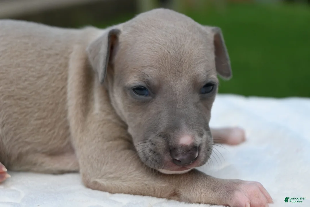 Italian Greyhound dogs for sale: Quinn - Ad 2